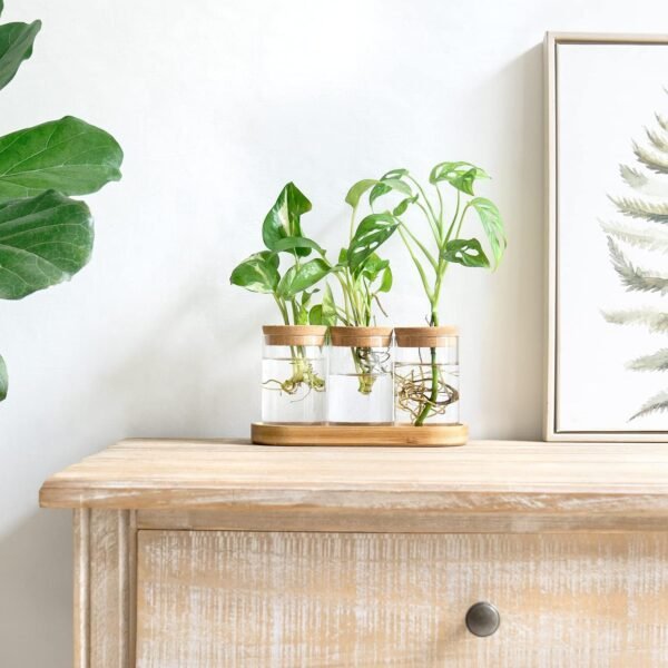 Buy high-quality Dahey Plant Propagation Terrarium Desktop Glass Appits - Image 3