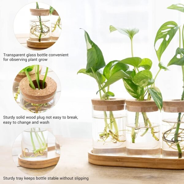 Buy high-quality Dahey Plant Propagation Terrarium Desktop Glass Appits - Image 5
