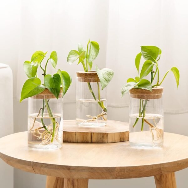 Buy high-quality Dahey Plant Propagation Terrarium Desktop Glass Appits - Image 6