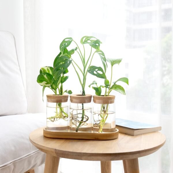 Buy high-quality Dahey Plant Propagation Terrarium Desktop Glass Appits - Image 8