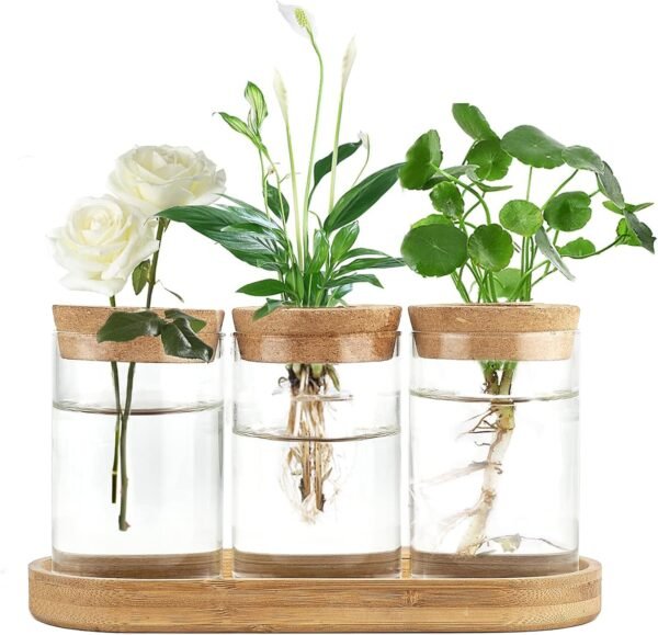 Buy high-quality Dahey Plant Propagation Terrarium Desktop Glass Appits - Image 2